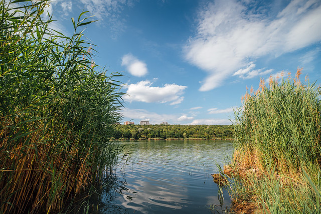 Tall grass in a lake with trees and clouds in the sky in the background