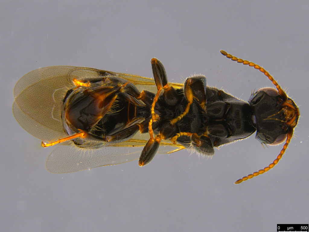 8c - Bethylidae sp.