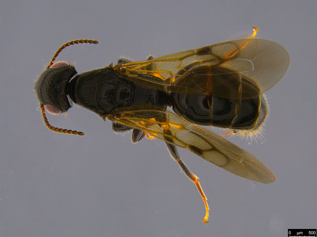 9b - Bethylidae sp.