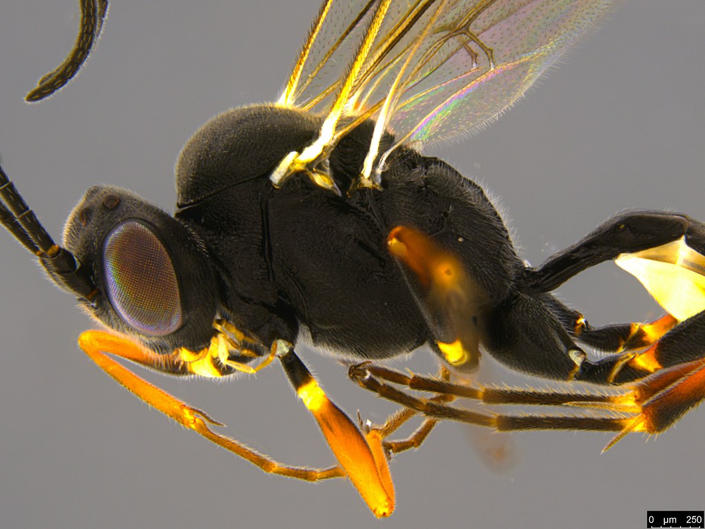 17b - Ichneumonidae sp.