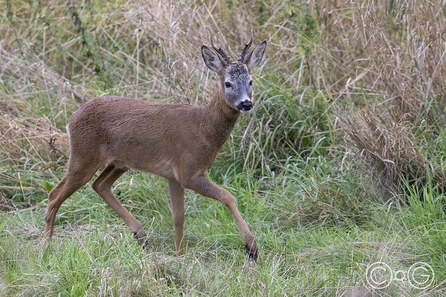 Roe Deer at WWT Martin Mere