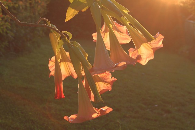 Angel trumpets in the morning light