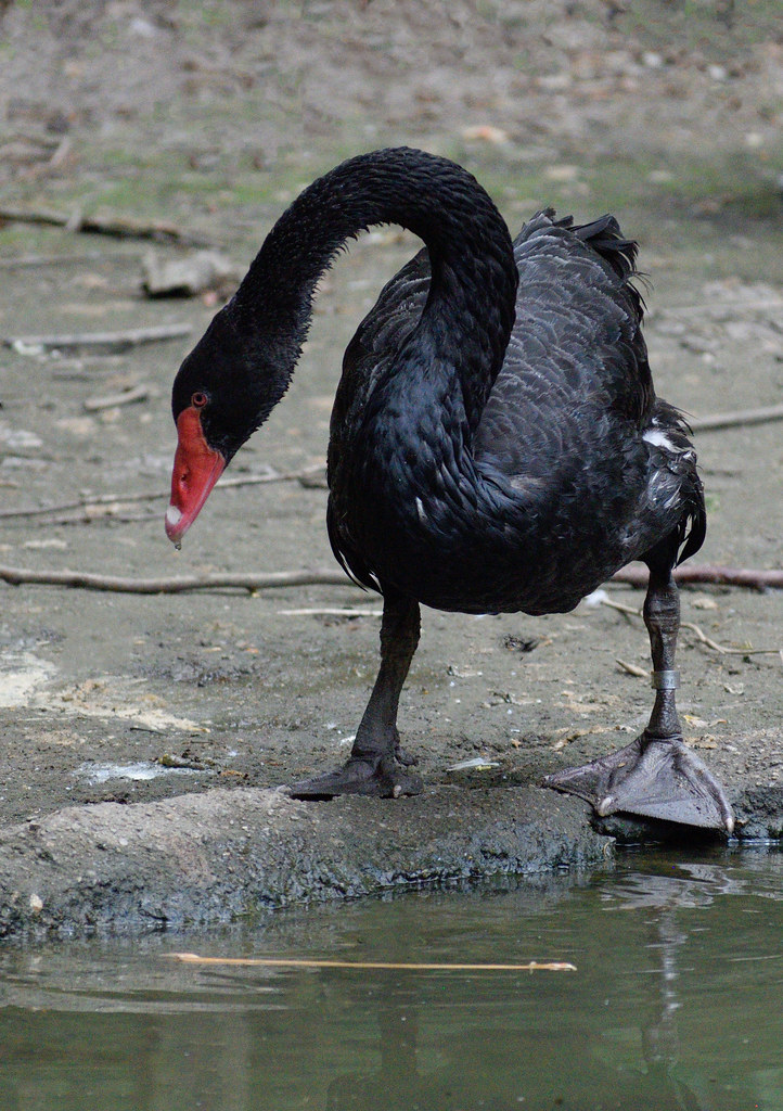 Big Foot Black Swan