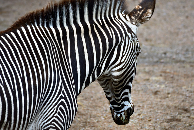 Zebra - Thinking for next move
