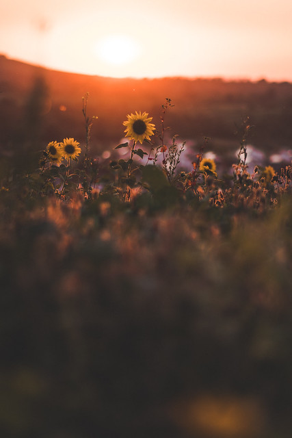 Sunflower in Sunset Light