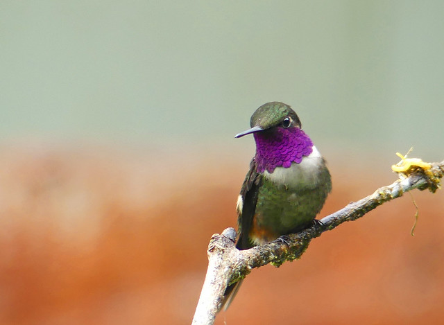 Zumbador Pechiblanco, Purple-throated Woodstar (Philodice mitchellii) (Calliphlox mitchellii)