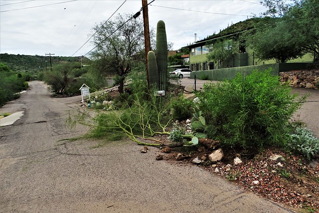 20210815 Palo Verde toppled over in the wind and the rain