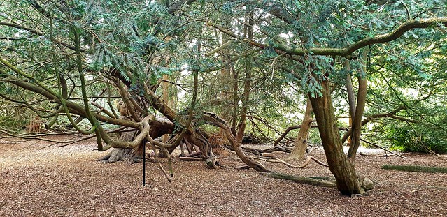 Split Ancient Female Yew Tree