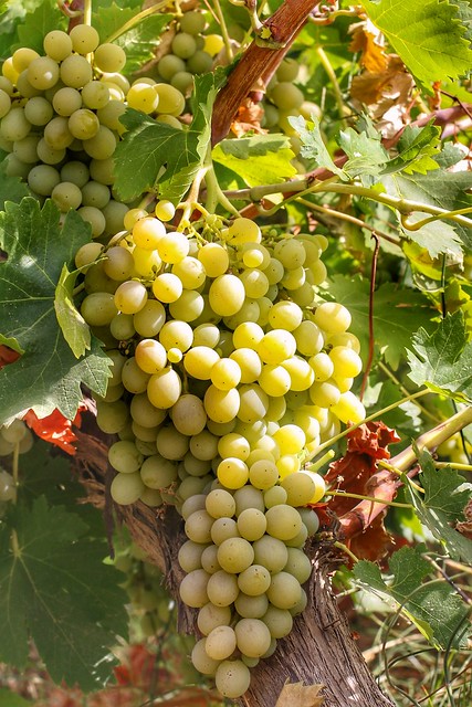 Uva blanca en la viña