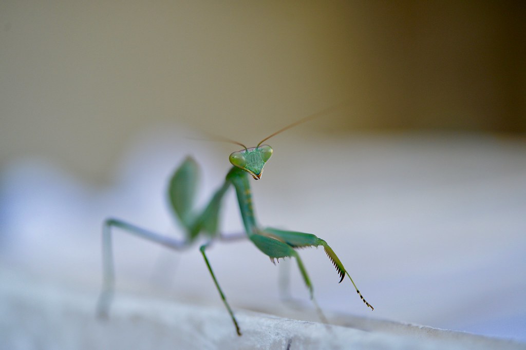 Voracious Insect agressive ! | Clearly, these insects are voracious predators… | Flickr