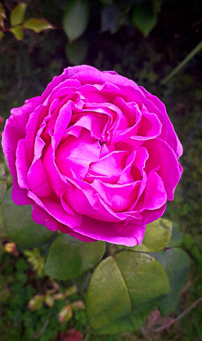 Rose du jardin. | by Marie du 35.