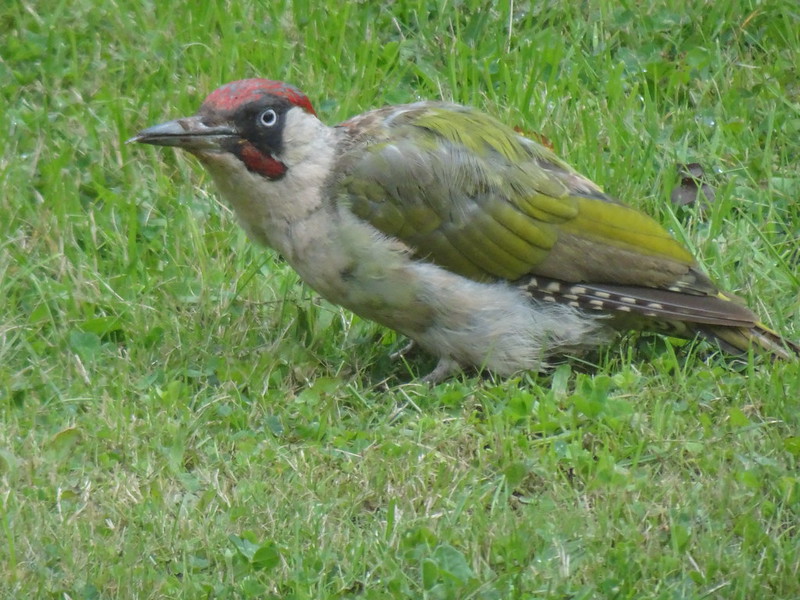 Green woodpecker
