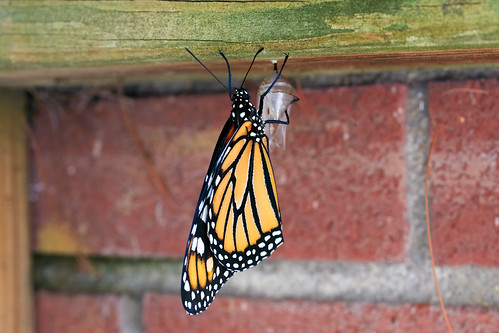 Monarch Butterfly | by mnosal