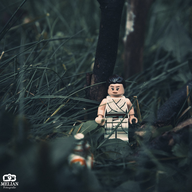 Rey und BB-8 im Wald