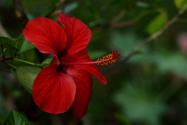 Red flower in the evening