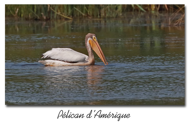 Pélican d'Amérique / American White Pelican 153A8296A