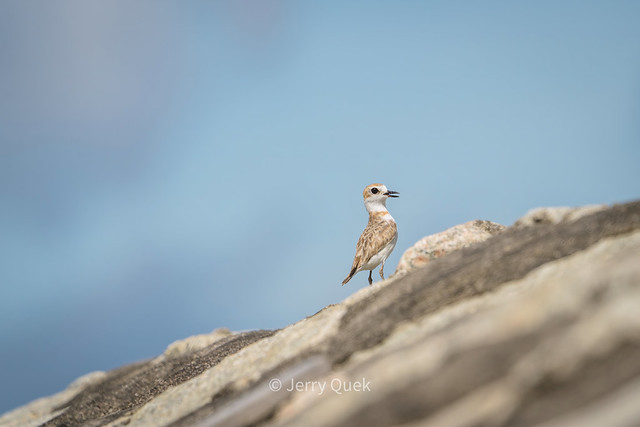 Malaysian plover (female)