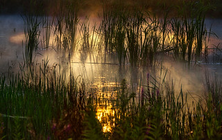 A small pond in the light of the rising sun .... Ein Kleiner Teich im Licht der Aufgehenden Sonne