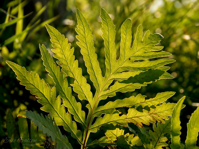 Sensitive fern in backlight