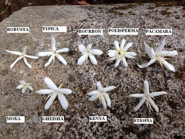 Flores de distintos tipos de cafetos.