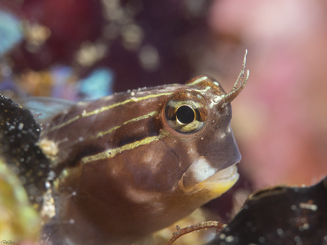 Lined Combtooth Blenny - Ecsenius lineatus