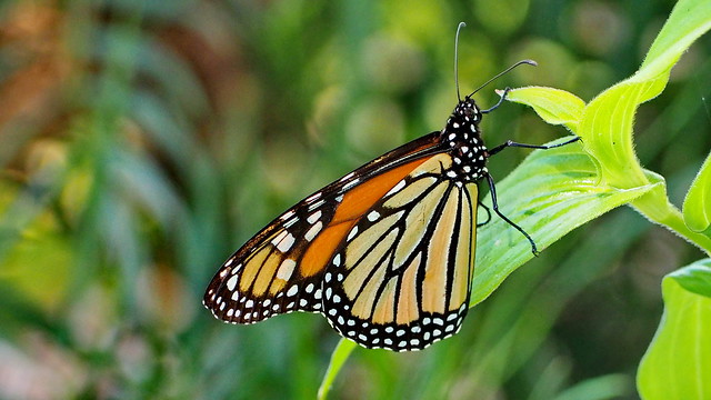 ...monarch (Explore)