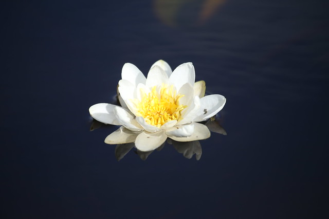 Water lily, Ardoch pond