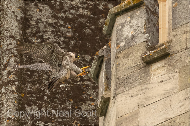 Chi Cathedral Peregrine Action
