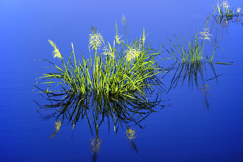 water landscape bay maryland marsh chesapeake saltwater wetland blue outside cbf baltimorecounty dundeecreek