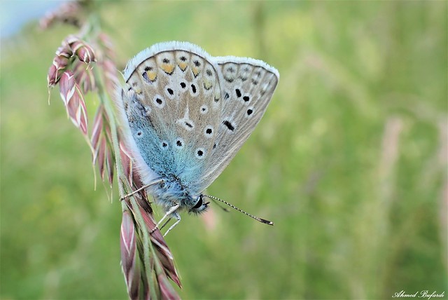 Butterfly 2034 (Polyommatus icarus)