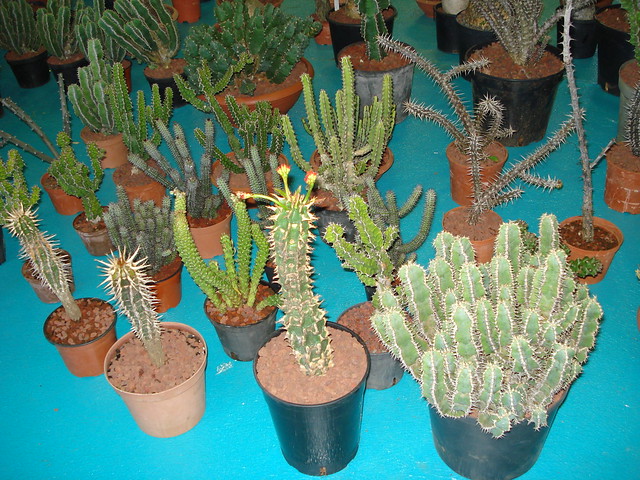 CB-Succulentes - Euphorbia viguierii, Euphorbia pseudocactus, Euphorbes et Monadenium divers