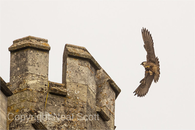Chi Cathedral Peregrine Action 2