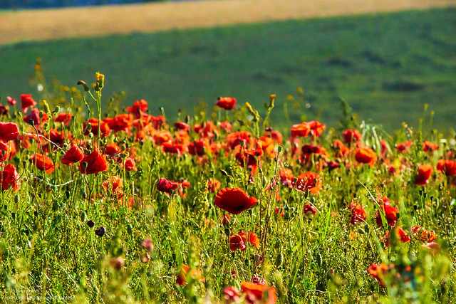 August Poppy Field Sompting West Sussex