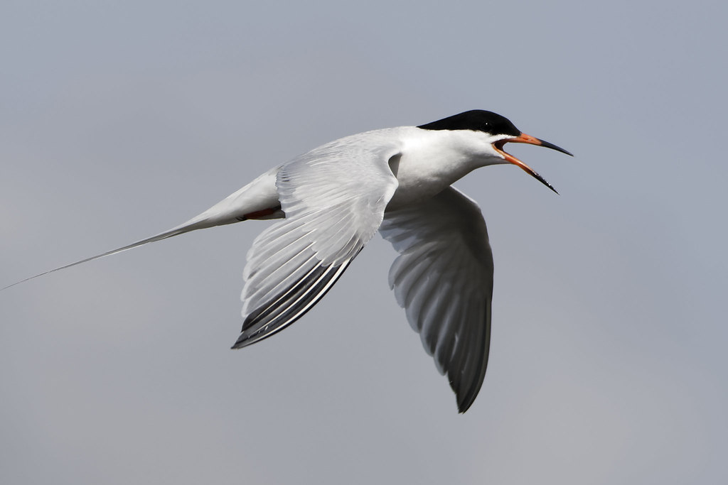 Roseate Tern shout