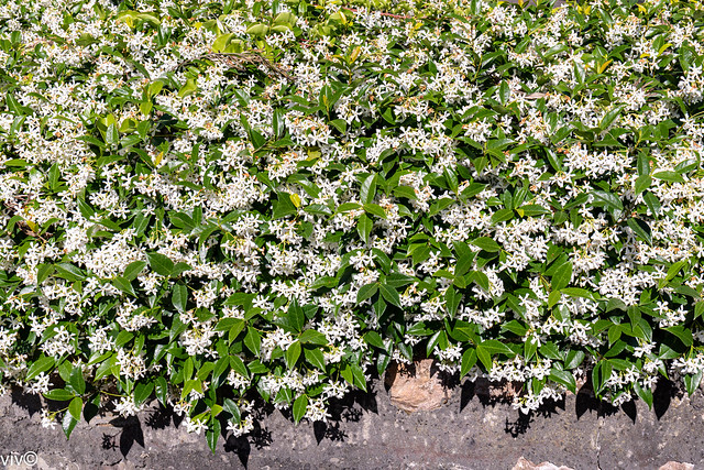 On a sunny spring morning, pretty Chinese Star Jasmine blooms galore hang down from a wall fence