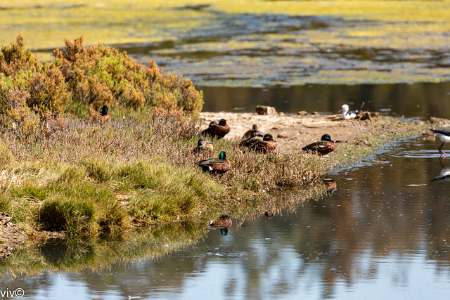 Living in harmony - Chestnut Teals and Stilts feeling at home at the wetland. Sharing is important for survival