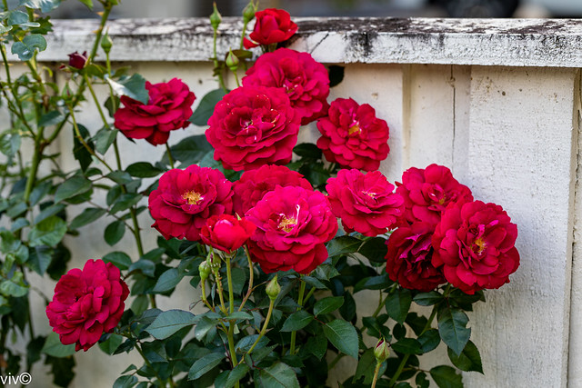 On a sunny summer evening, a beautiful bouquet of Kordes Bordeaux Floribunda Roses in bloom at our garden