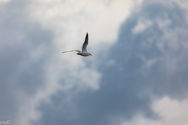 On a hot noon autumn day, an adult Silvergull seagull cruises the skies over the wetland in search of lunch
