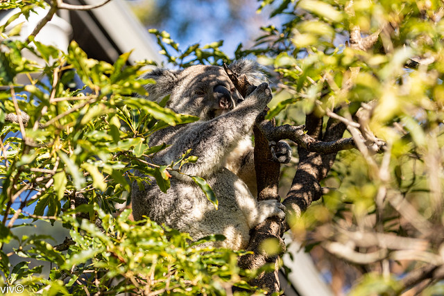 Well camouflaged adult Koala bear in dappled morning sunlight poses cutely for the camera. It is unusual, as Koalas usually sleep 20 hours a day as Eculyptus leaves they eat take very long to digest