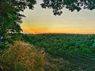 Sweet corns farm