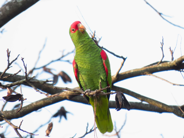 Papagaio-charão/Red-spectacled Parrot