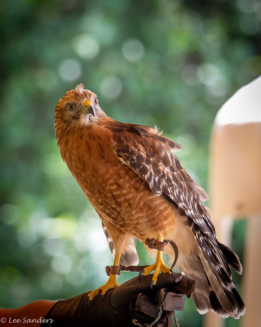 Red-shouldered Hawk (Buteo lineatus) 08.11.21