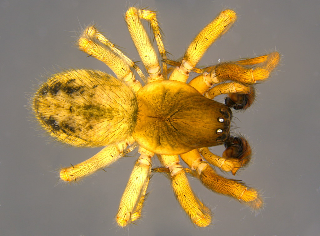 1a - Araneae sp.