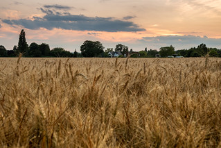 Cookham   |   Wheat Field