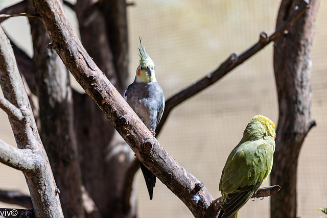On a hot autumn afternoon, cute Cockatiel (left) and Regent parrot (right) seek refuge in the shade