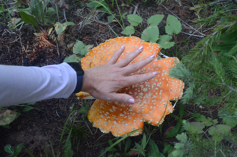 mushroom (2)