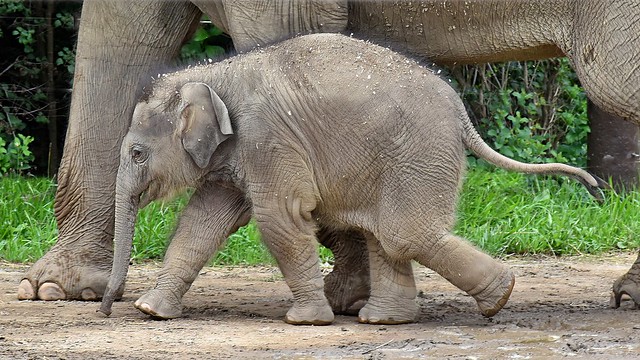 9 week old unnamed male Asian elephant