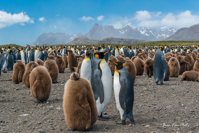 King penguin colony in Salisbury Plain