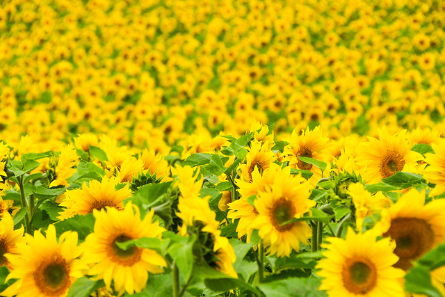 Beautiful Sunflowers at the Dorset Sunflower Trail, Maiden Castle Farm.