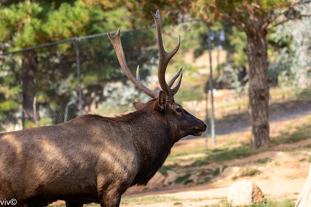 On a hot autumn afternoon, an adult Elk contemplates in the tree shade. It is one of the largest species within the deer family
